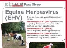 confirmed case of equine herpes virus in devon st boniface equine herpes virus fact sheet